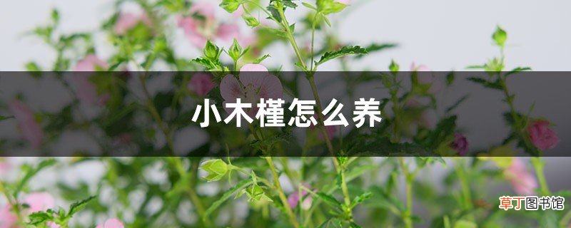 小木槿怎么养