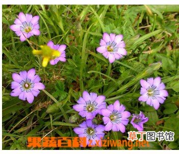 裂膜蔓龙胆的功效与作用