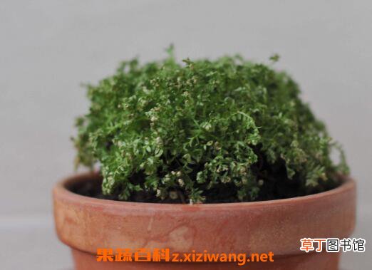 珊瑚蕨怎么养 珊瑚蕨的养殖方法和繁殖方法