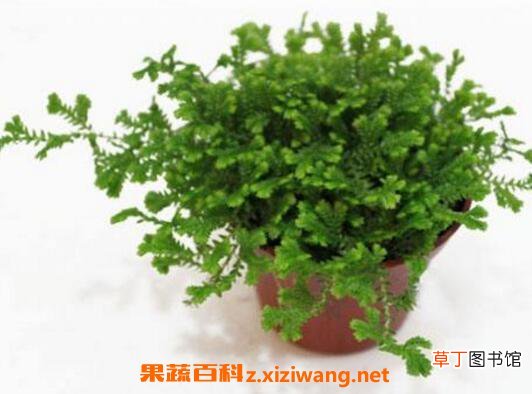 珊瑚蕨怎么养 珊瑚蕨的养殖方法和繁殖方法