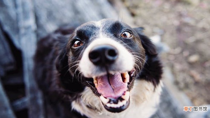 女人梦到被黑狗咬什么意思