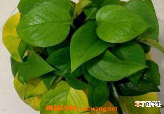 绿萝叶子发黄是什么原因 绿萝叶子发黄怎么补救
