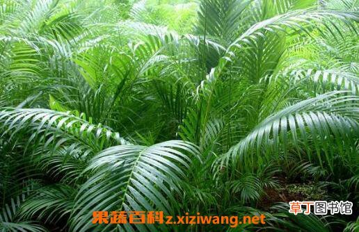 散尾葵怎么养 散尾葵的养殖方法和注意事项