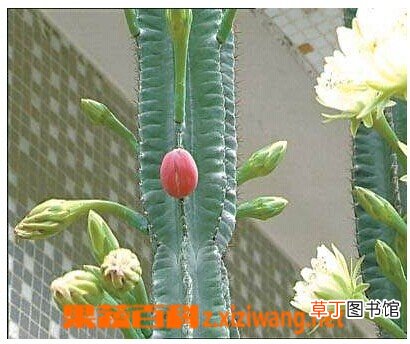量天尺的功效与作用