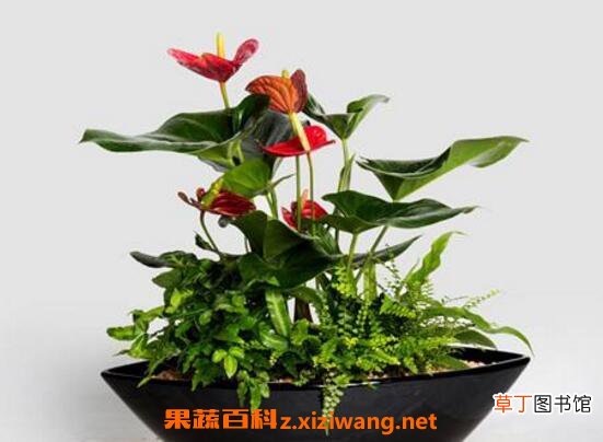 红掌怎么养 红掌的养殖方法和繁殖方法