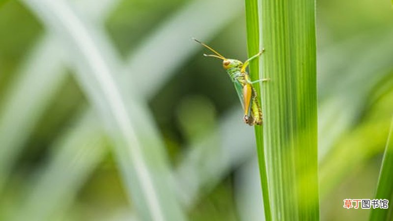女人梦见把虫子打死了什么意思