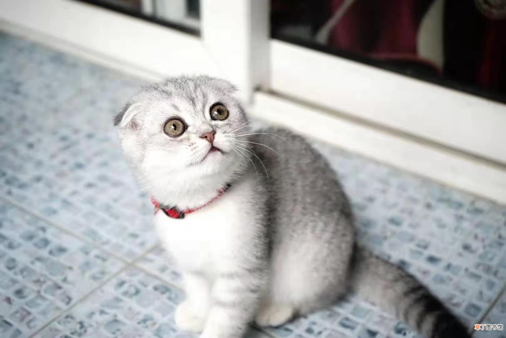 女人梦见把猫打死了什么意思
