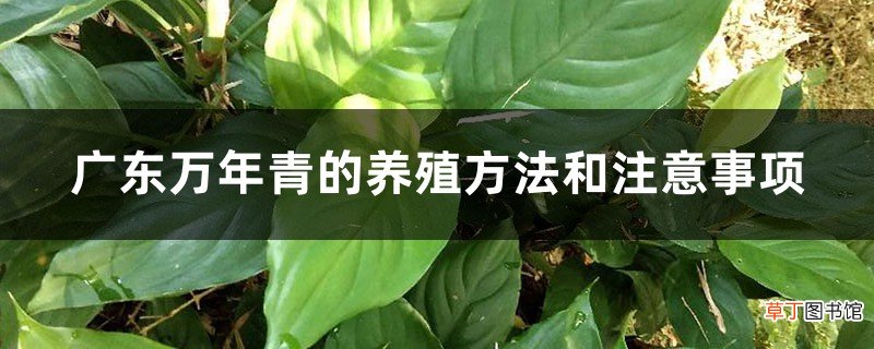 广东万年青的养殖方法和注意事项
