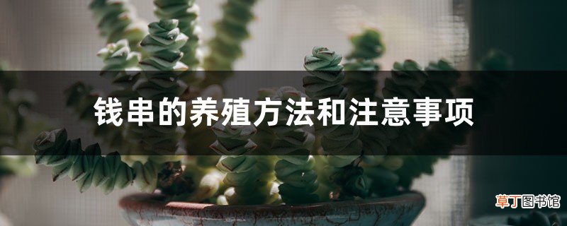 钱串的养殖方法和注意事项