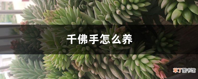 千佛手怎么养