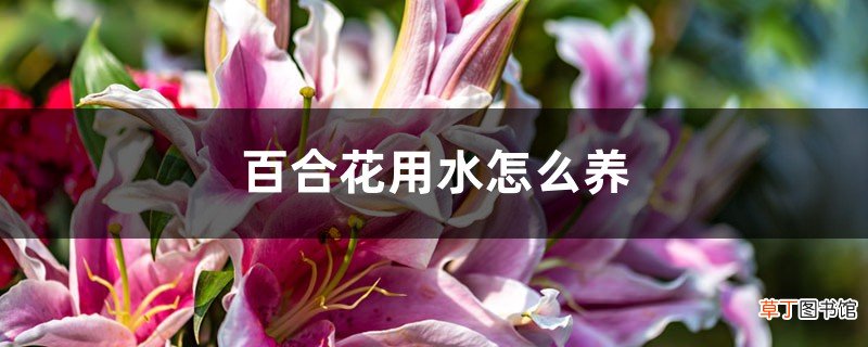 百合花用水怎么养