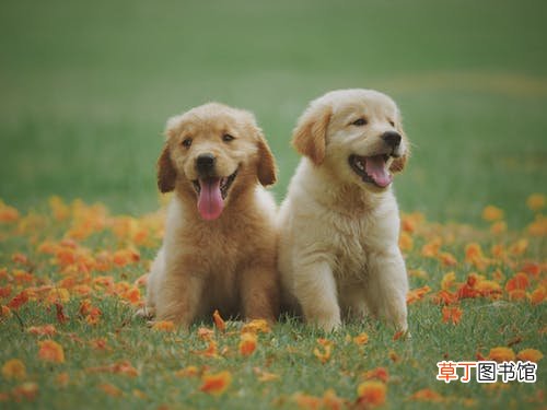 梦到别人被狗咬什么意思