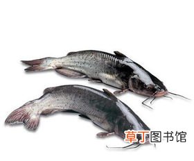 梦见捞了好多鱼什么意思