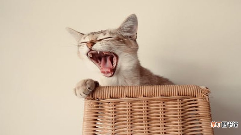 梦见猫吃鱼什么意思