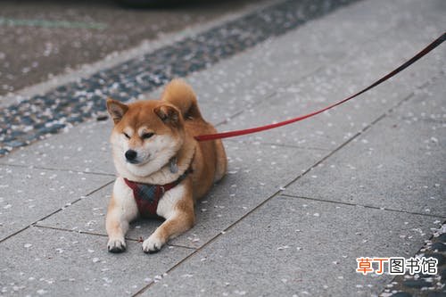 梦见死去的狗狗什么意思