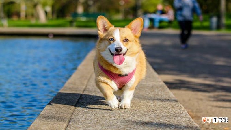 孕妇梦到狗把手咬出血什么意思