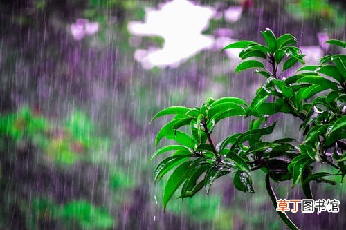 梦到下雨天什么意思