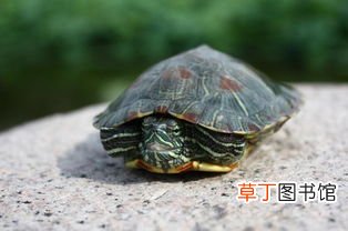 梦到乌龟死了什么意思