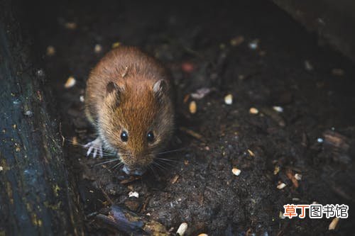 梦见杀死老鼠什么意思