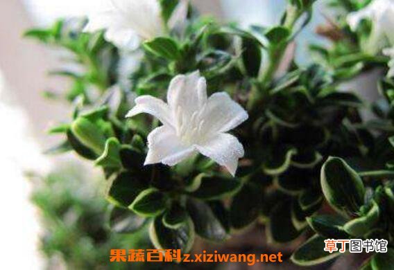 六月雪怎么养 六月雪的养殖方法和注意事项