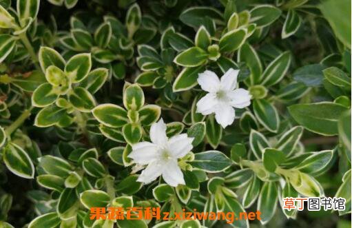 六月雪怎么养 六月雪的养殖方法和注意事项