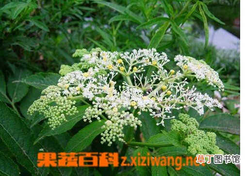 陆英的功效与作用