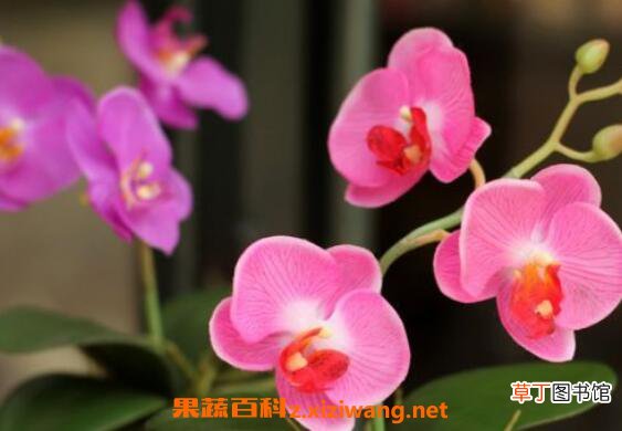 蝴蝶兰怎么养 蝴蝶兰的养殖方法和注意事项