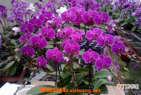 蝴蝶兰怎么养 蝴蝶兰的养殖方法和注意事项