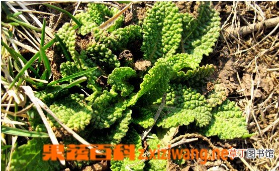 荔枝草的功效与作用
