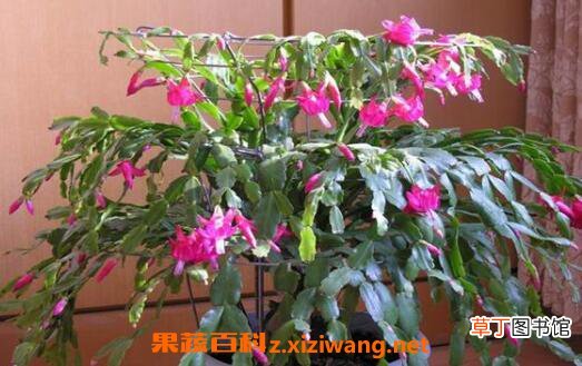 蟹爪兰怎么养好 蟹爪兰的养殖方法和注意事项