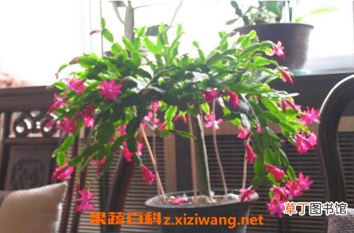 蟹爪兰怎么养好 蟹爪兰的养殖方法和注意事项