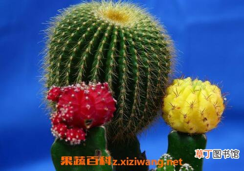 仙人球怎么养 仙人球的养殖方法和注意事项
