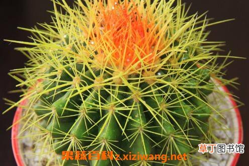 仙人球怎么养 仙人球的养殖方法和注意事项