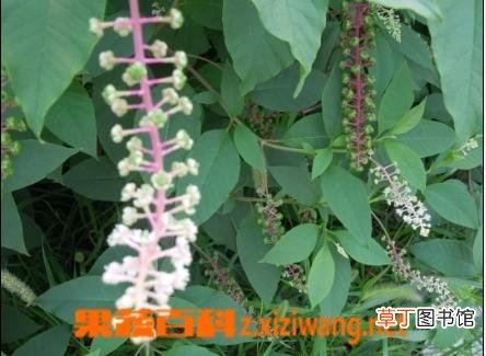 土人参的功效与作用