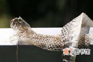 梦见蛇脱皮是什么预兆