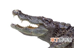 梦见被鳄鱼追咬什么意思