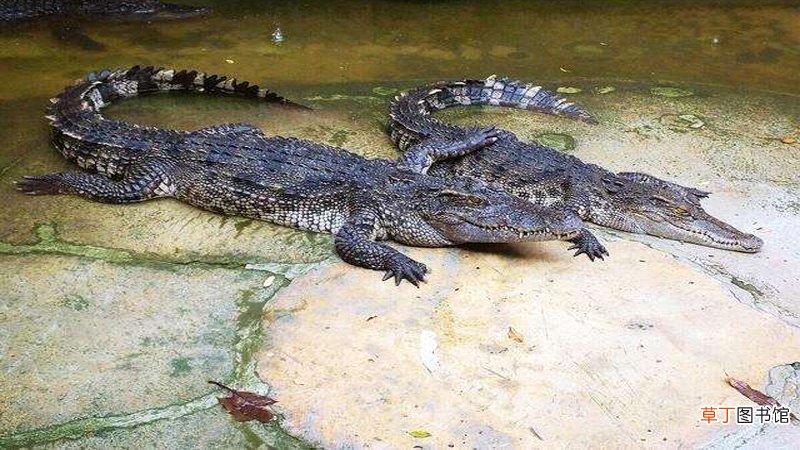 梦到被鳄鱼咬什么意思
