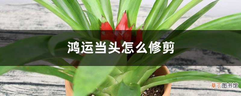 鸿运当头怎么修剪