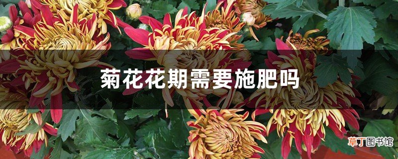 菊花花期需要施肥吗