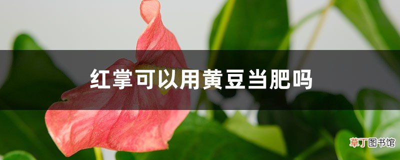 红掌可以用黄豆当肥吗
