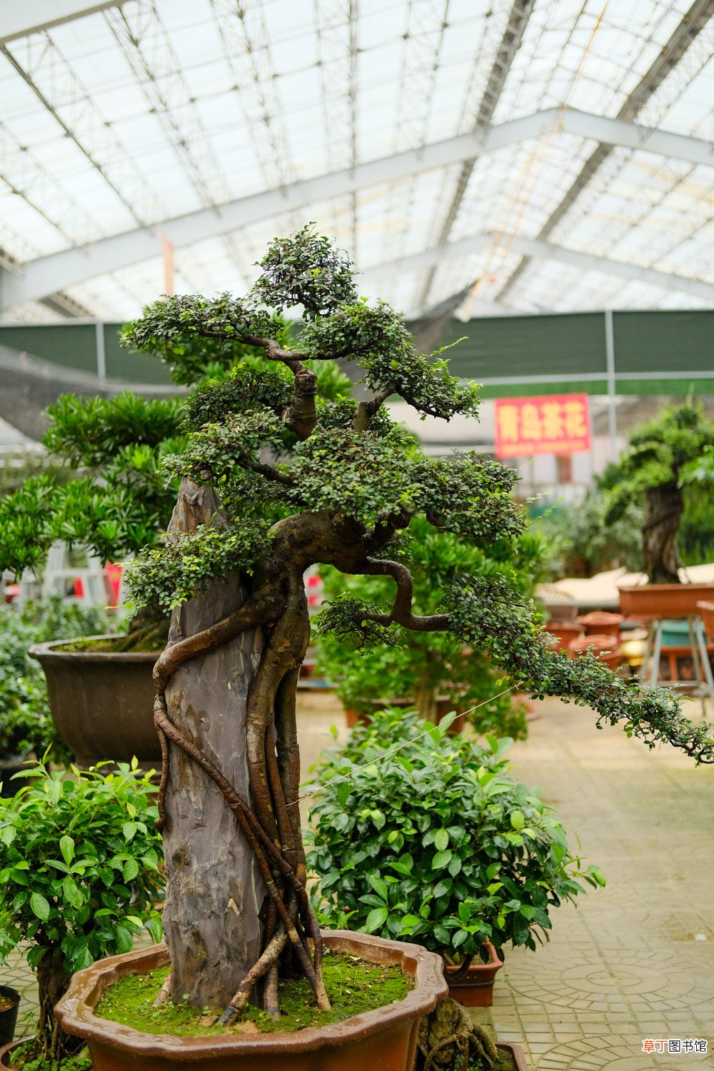 秋天去外面“拣”点树叶，剪碎后埋土里，花开茂盛叶子流油！