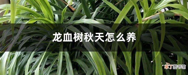 龙血树秋天怎么养