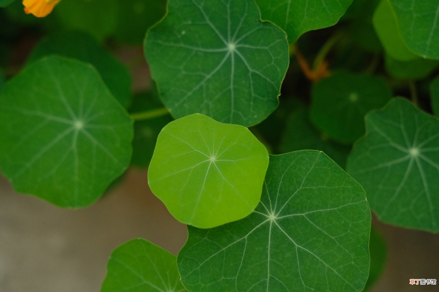 旱金莲秋天怎么养