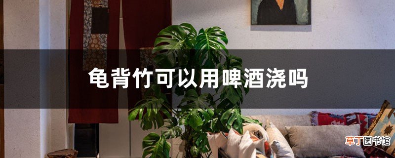 龟背竹可以用啤酒浇吗