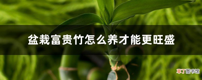 盆栽富贵竹怎么养才能更旺盛