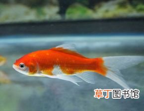 梦见金鱼是胎梦吗