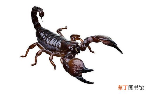 做梦梦到蝎子什么意思