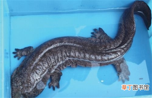 娃娃鱼种苗 最正确的娃娃鱼饲养方法