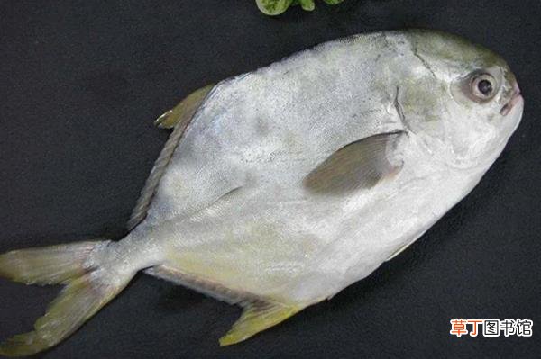 为什么不吃肉反而胖了 减肥为什么不能吃猪肉