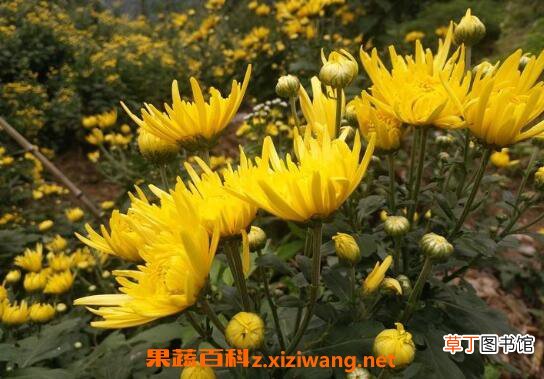 金丝皇菊对女性的好处 哪些人不能喝金丝皇菊